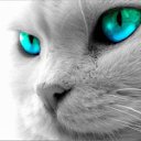 ���� Nesiy, �������������� - ��������� 2 ������ 2015 � ������ ���� ����������