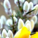 ���� Maro, ������ - ��������� 29 ����� 2015