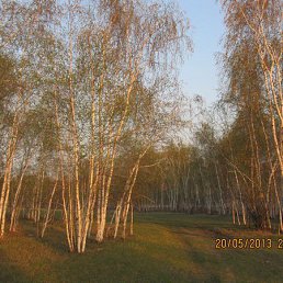 ���������, ���������, 54 ����