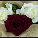 ���� �����, ��������, 65 ��� - ��������� 20 ������� 2015 � ������ ������ ��������