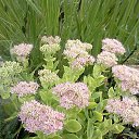  , , 58  -  25  2015     - 