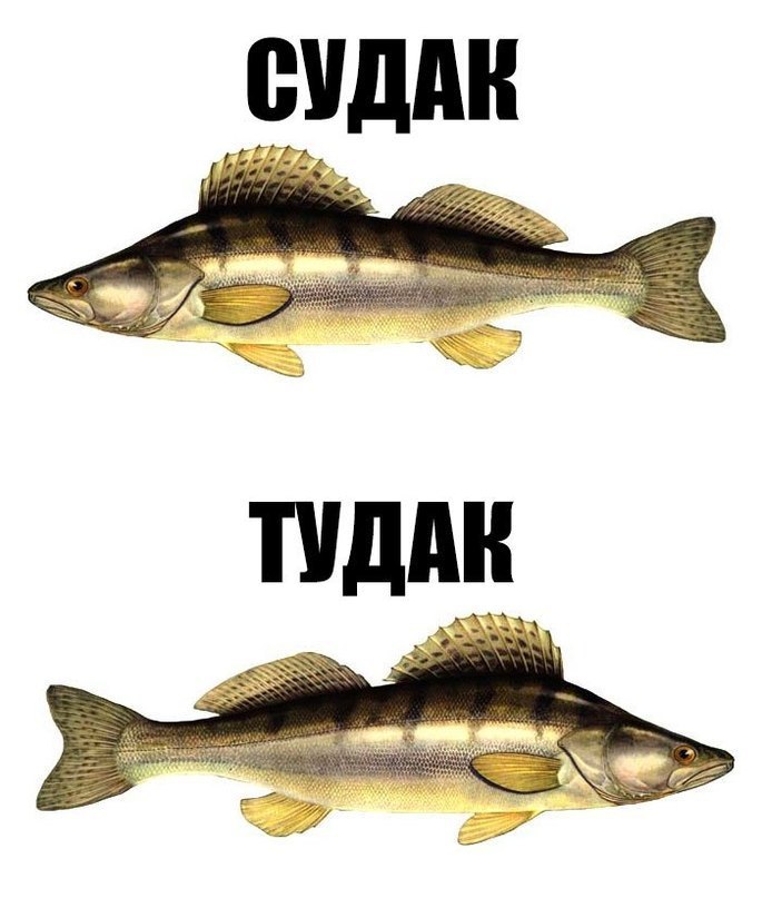 Туда сюда картинка