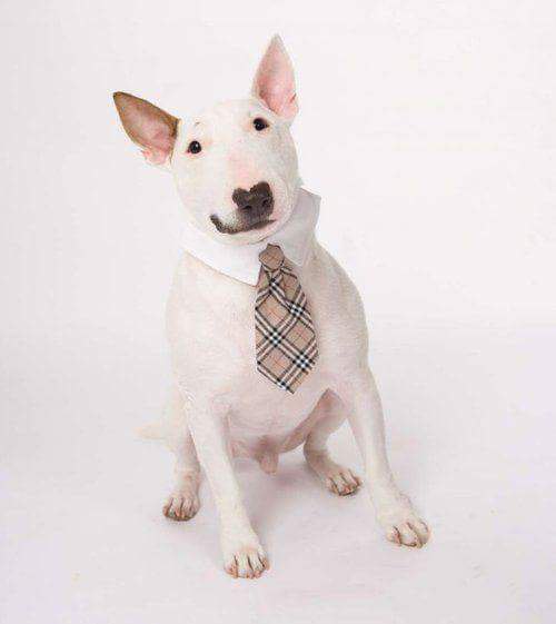 Белый кавалер.