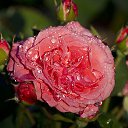 ���� ���������, �����, 66 ��� - ��������� 11 ����� 2015 � ������ ������ ��������