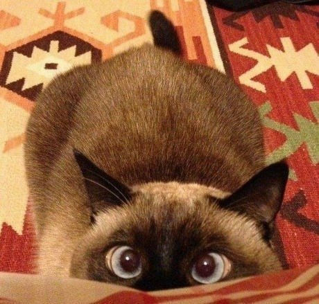 .....  ...    !!!!)))