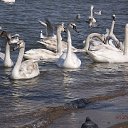 ���� �������, �����, 75 ��� - ��������� 21 ������ 2015 � ������ ���� ����������