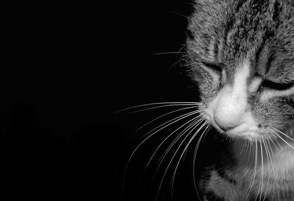 Он шел по улице и тихо плакал. Облезлый, одноухий, с больною лапой. Повисший хвост, несчастные ...
