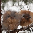 ���� ����, ������, 39 ��� - ��������� 10 ������ 2015 � ������ ������ ��������