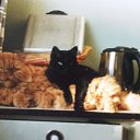 ���� �������, ������, 70 ��� - ��������� 4 ������� 2015 � ������ ���� ����������