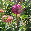 ���� ������, ����, 66 ��� - ��������� 1 ������ 2015