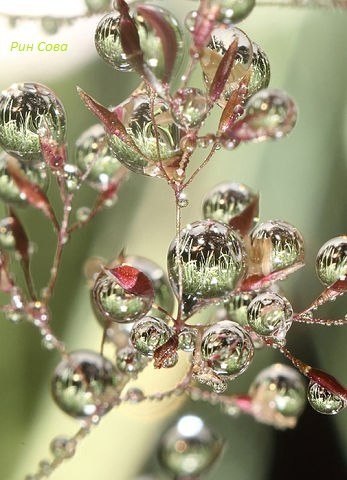 - Здесь занимают очередь на жертвоприношение? - Здесь, здесь! За мной будете. Я 852, вы - 853. - А ... - 4