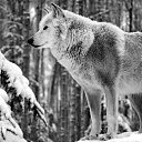 ���� ����, ������ - ��������� 10 ������� 2015