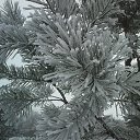 ���� ������, �������, 43 ���� - ��������� 6 ������ 2015 � ������ ���� ����������