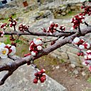  ,  -  18  2015        Ҩл