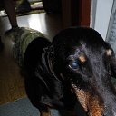  Gelya   20, , 57  -  25  2014   