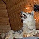 ���� ���������, �������-�����, 50 ��� - ��������� 6 ������� 2015 � ������ ������� �����-2015�