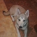 ���� �����, ������, 52 ���� - ��������� 7 ������� 2015 � ������ ���� ,,�����,,�