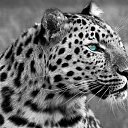 ���� ����, ���������, 43 ���� - ��������� 5 ������ 2015