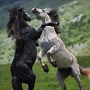 ���� ��������, ��������, 73 ���� - ��������� 28 ������� 2015 � ������ ������������ �������