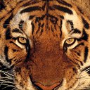  Elena....,  -  7  2015    