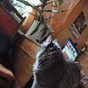 ���� ���������, ���� - ��������� 25 ������ 2015 � ������ ������� ���