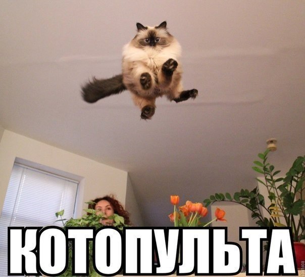    :D - 11  2015  08:38