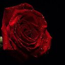 ���� �����, ���������� - ��������� 26 ������ 2015 � ������ ���� ����������