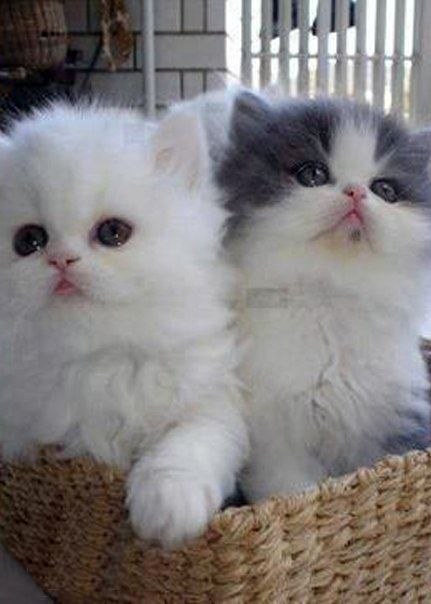 ������� ������� | ���� | ����� - 21 ������ 2015 � 06:31 - 2