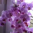 ���� ��������, ��������, 73 ���� - ��������� 26 ������� 2015 � ������ ��������-��������