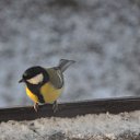 ���� Credo, ������� - ��������� 20 ������ 2015 � ������ ������-���� 2015�