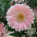 ���� �������, �����������, 61 ��� - ��������� 24 ����� 2015 � ������ ���� ����������