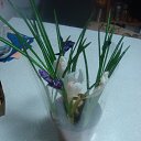 ���� ������, ����������, 73 ���� - ��������� 8 ������ 2015 � ������ ������� ������