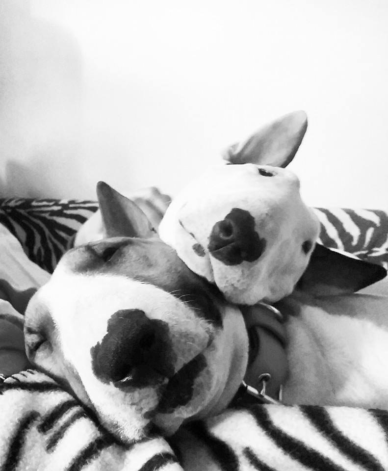 Родословная является единственным документом, удостоверяющим чистопородность собаки и ее ...