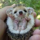 ���� ���������, ����� - ��������� 1 ������ 2015 � ������ ������ ��������