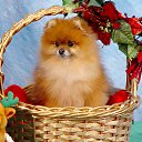 ���� �����!!������� ������, ������������ - ��������� 22 ������� 2015 � ������ ��������