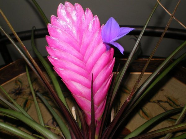   (Tillandsia Cyanea).    .   ...