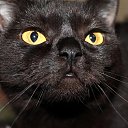 ���� ��������, ��������, 45 ��� - ��������� 11 ������� 2015 � ������ ������ ����