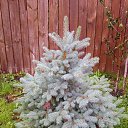 ���� �������, �����, 37 ��� - ��������� 20 ������� 2014 � ������ ���� ����������