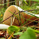 ���� ��������, ��������, 45 ��� - ��������� 11 ������� 2015 � ������ ������ ����