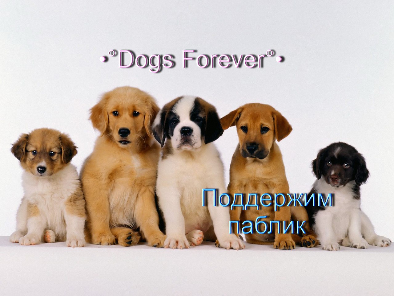   .Dogs Forever. , !!!    !!!)))