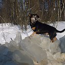 ����� �� ������� ���� ����������