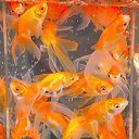 ���� Sedoi, ������, 64 ���� - ��������� 10 ������� 2015 � ������ ������ ��������