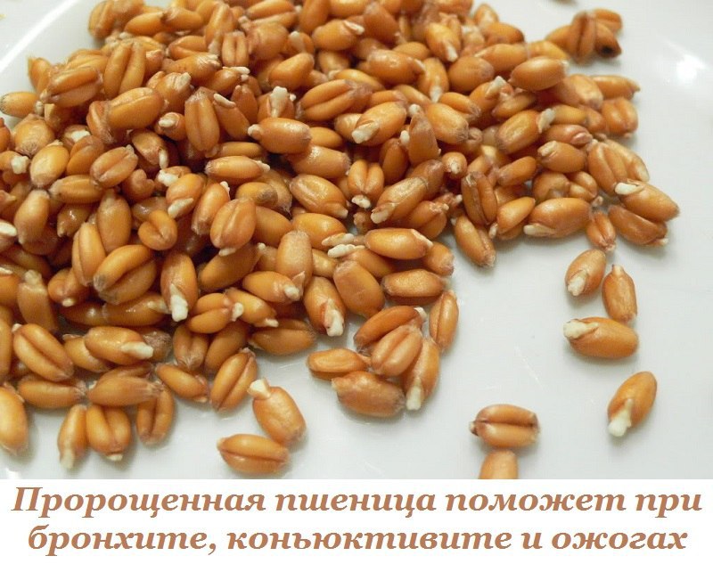 ПРОРАЩИВАНИЕ ПШЕНИЦЫ НЕ ТРЕБУЕТ ТЕПЛИЦЫ.Давно известно, что пророщенные зерна пшеницы очень полезны ...
