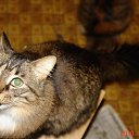 ���� ����, �����-���������, 51 ��� - ��������� 9 ������� 2015 � ������ ���� ����������