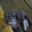 Ҹ��.(20.02-3 ������) �� ������� ���� ����������