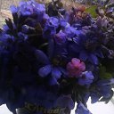 ���� �������, �����-���������, 71 ��� - ��������� 13 ������ 2015 � ������ ������ ��������