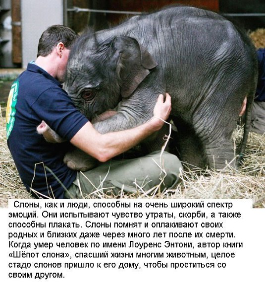 Удивительные факты о слонах.Слоны – самые крупные наземные животные, обитающие в Юго-Восточной Азии ... - 5