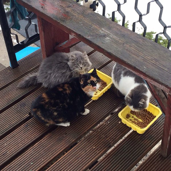 Рубрика #котизм_доброта #питер@catism.Санкт-Петербург, Гатчина, Лен. обл.У нас на даче живут ...