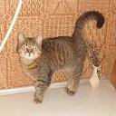 ���� �����, ��������, 51 ��� - ��������� 1 ������ 2015 � ������ ������ ��������