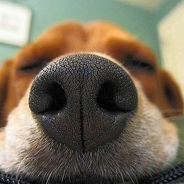 ������, �����-���������, 49 ���